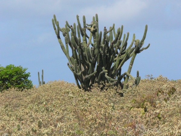 18- Bouquet de cactus 
